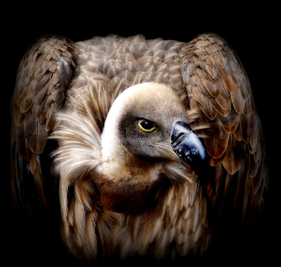 Terrifying beak bird of prey