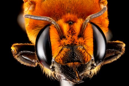 Megachile lanata, female, face 2012-06-26-16.35.56 ZS PMax photo