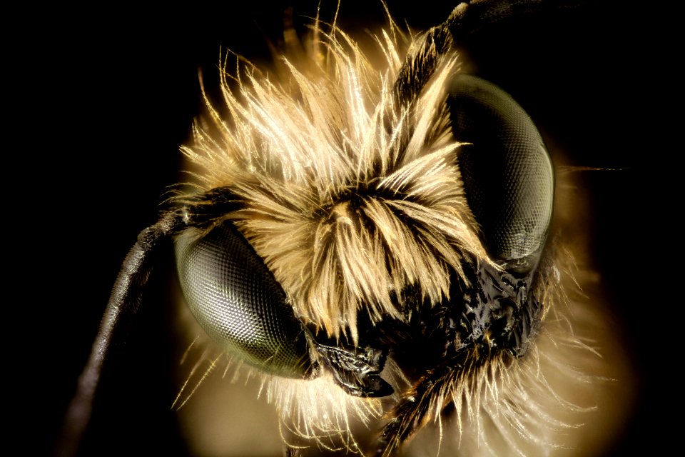 Osmia pumila, m, upper marlboro, face 2 2015-04-16-11.22.03 ZS PMax