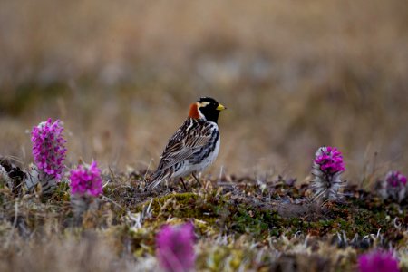 Male Lapland longspur and lousewort photo