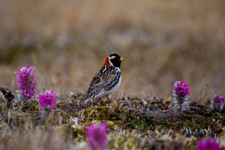 Male Lapland longspur and lousewort