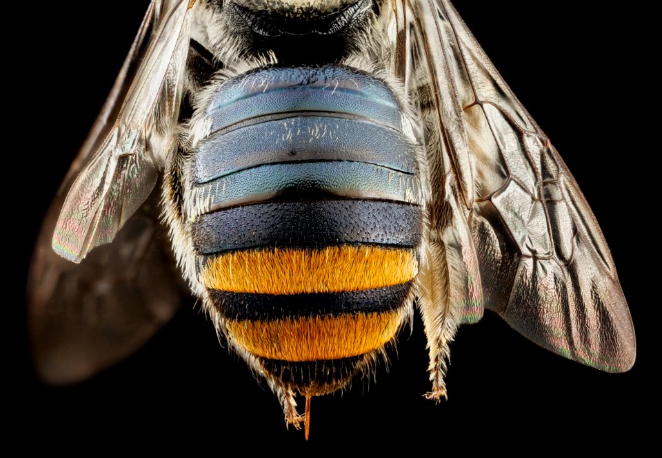 Lipotriches , f, australia, back 2014-11-02-01.48.33 ZS PMax