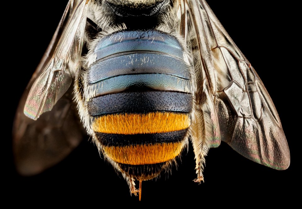 Lipotriches , f, australia, back 2014-11-02-01.48.33 ZS PMax photo