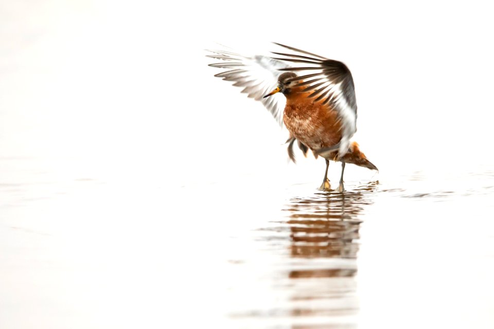 Red phalarope - Arctic Bird Fest 2019