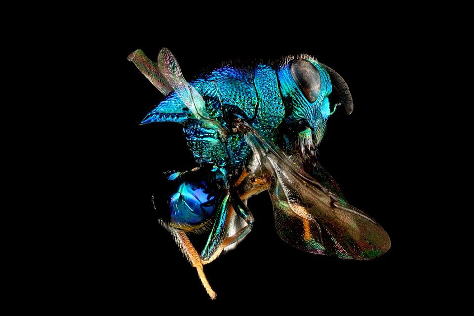 Euperilampus triangularis ,-right-side 2012-07-13-18.35.28-ZS-PMax