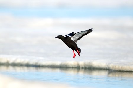 Black guillemot landing photo