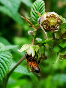 Honeybee raspberry