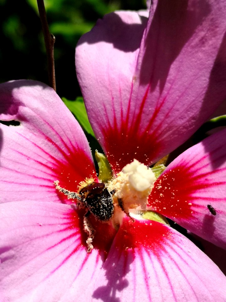 Bumblebee covered in pollen from rose of Sharon Hibiscus syriacus