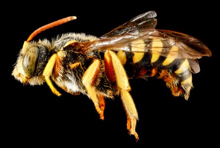 Nomada superba, M, side, West Virginia, Pleasants County 2013-03-12-16.13.31 ZS PMax photo