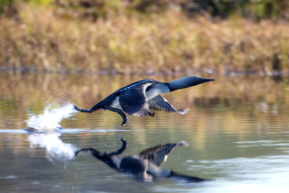 Pacific loon takeoff