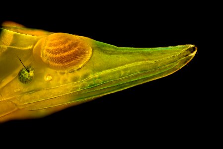 planthopper dark, beltsville,md 2016-08-06-17.29