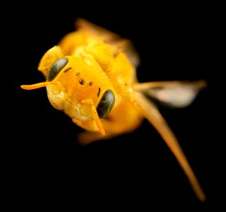 Arhysosage species aff flava, angle 2014-06-15-16.31.35 ZS PMax photo