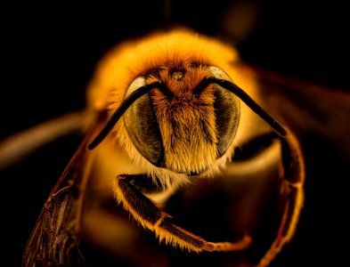 Lithurgus chrysurus, m, face, Pika County PA 2019-03-22-00.22.59 ZS PMax UDR