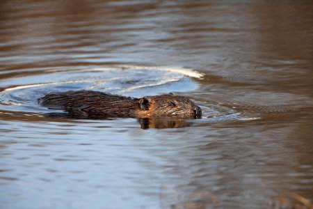 Beaver photo