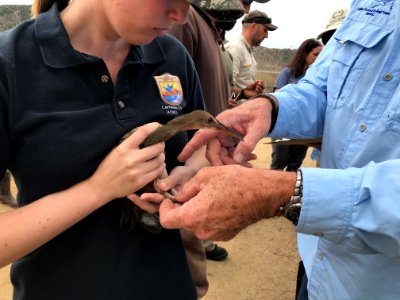 Endangered Ridgway's rail release, Batiquitos Lagoon, California photo