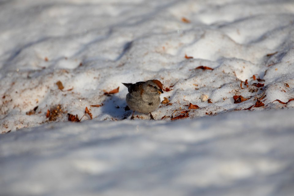 American tree sparrow on snow