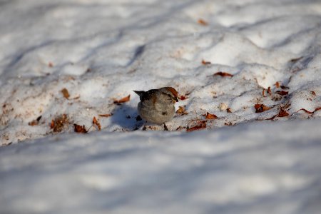 American tree sparrow on snow photo