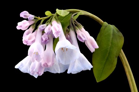Mertensia virginica 2, Virginia Bluebell, Howard County, MD, Helen Lowe Metzman 2017-04-11-16.14