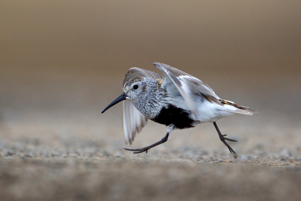 Dunlin running across tundra