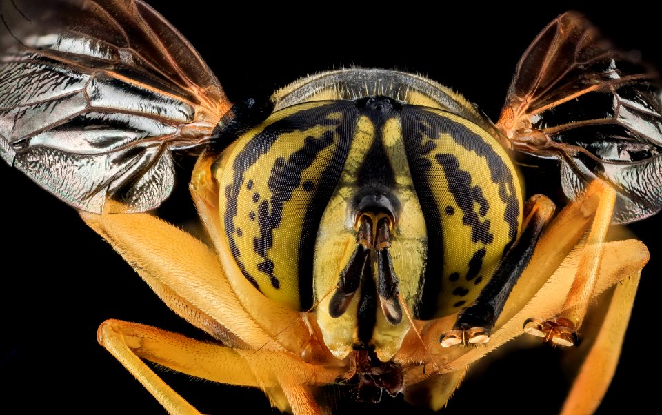 Spilomyia longicornis, Yellow Jacket Mimic Fly, U, Face, MD, Cecil County 2013-07-31-20.34.08 ZS PMax