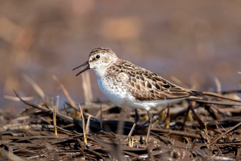 Baird's sandpiper call