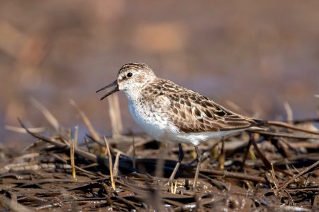 Baird's sandpiper call photo