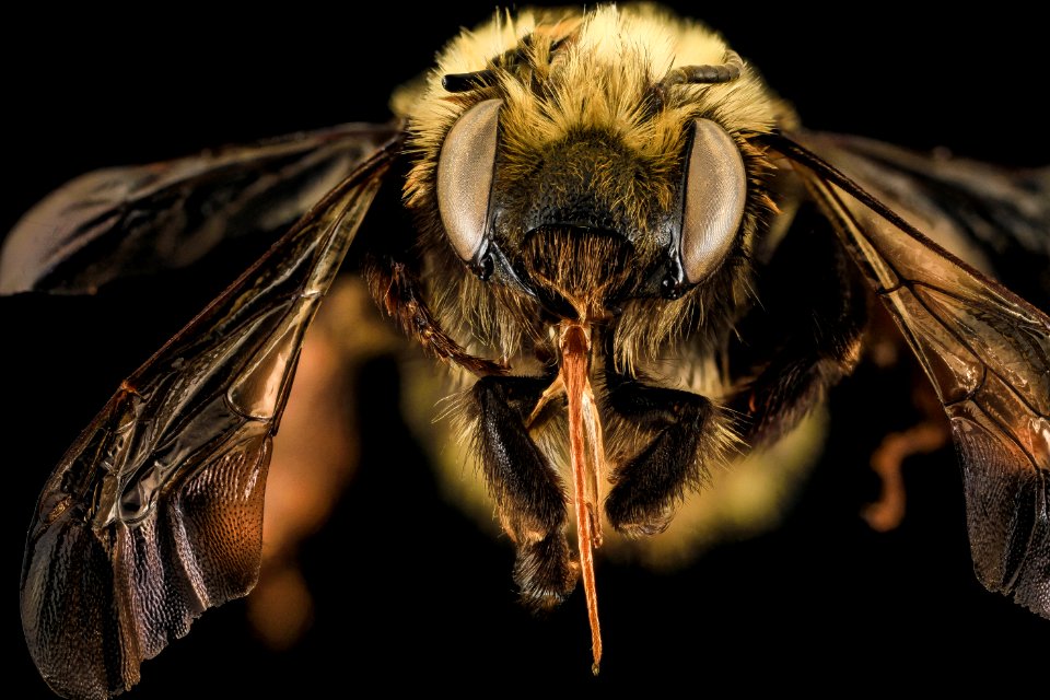 Anthophora bomboides, F, face, San Juan Co., Washington 2014-01-17-17.22
