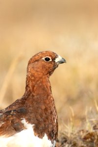 Willow ptarmigan close-up photo