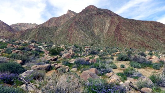 Palm Canyon during the 2017 #superbloom at Anza Borrego Desert State Park photo