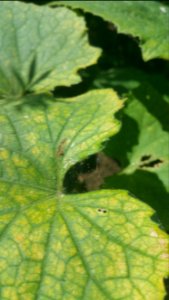 Cucumber got spider mites