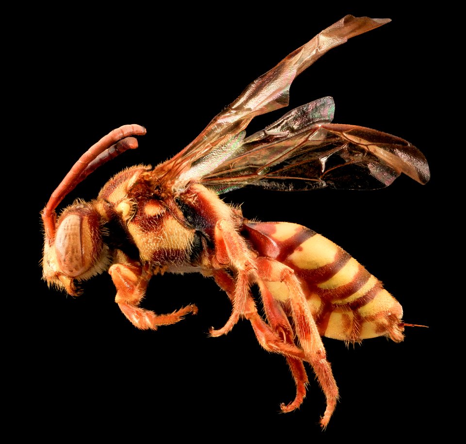 Nomada imbricata, F, side, Pr. Georges Co., Maryland 2014-01-20-13.58.23 ZS PMax
