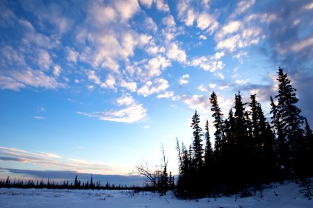 Lynx Project At Yukon Flats National Wildlife Refuge photo