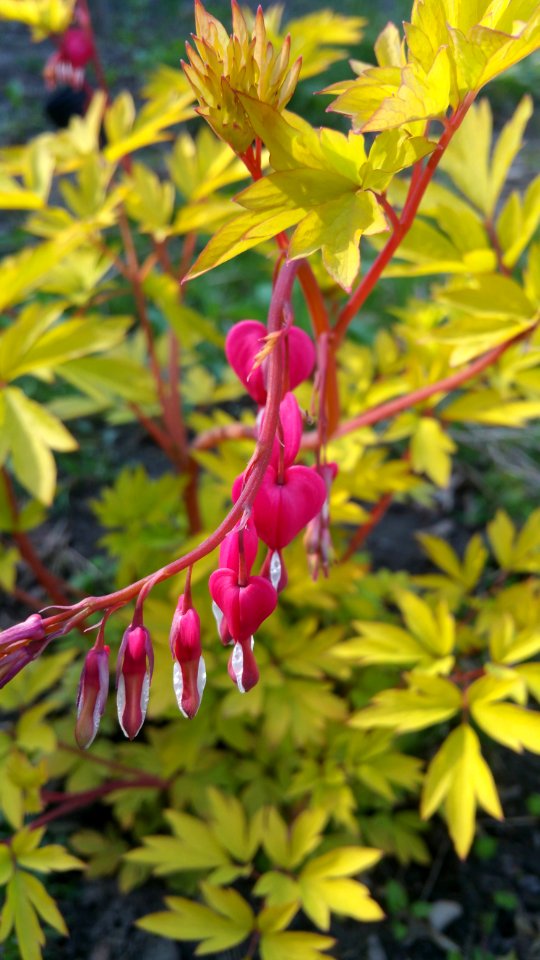 Dicentra 'Gold Heart' photo