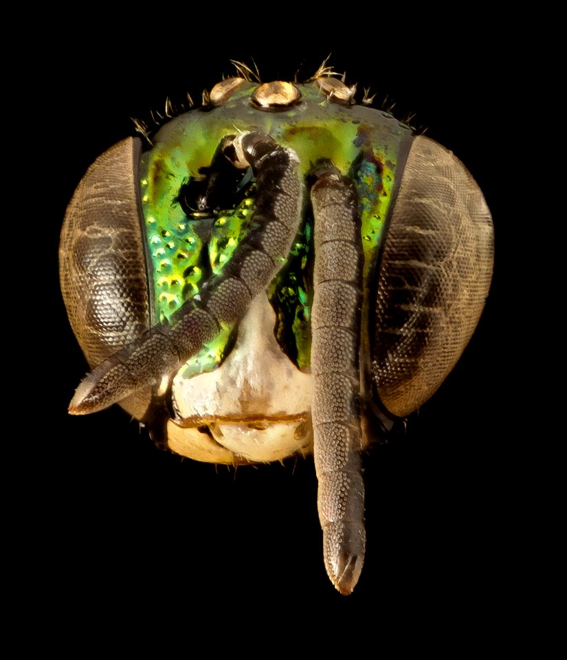 Ceratina buscki, m, panama, face 2014-11-25-14.25.38 ZS PMax photo