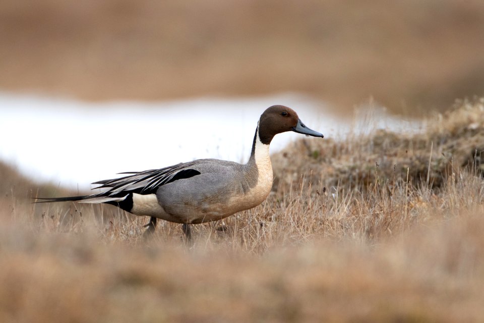 Northern pintail drake