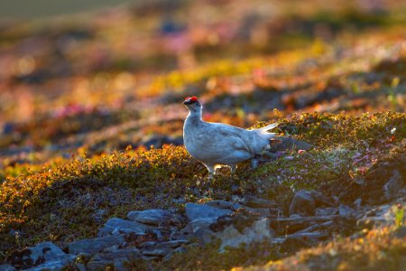 Rock ptarmigan on slope