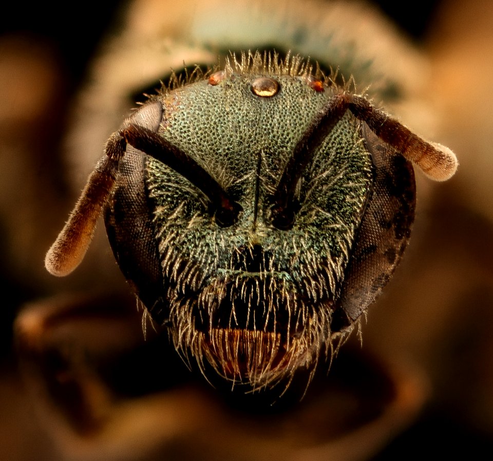 Lasioglossum incompletum, f, face, Pennington Co., SD 2018-08-15-18.05.25 ZS PMax UDR