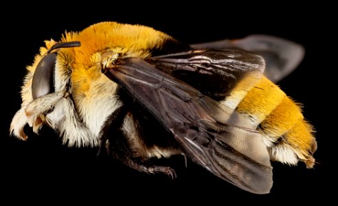 bee, m, angle, south africa, wcp 2014-08-06-17.52.08 ZS PMax photo