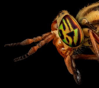 Tabanidae, U, Eyes 2, MD, Bowie 2013-06-26-17.44.11 ZS PMax photo