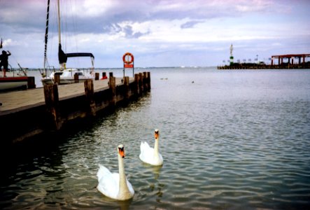 swans photo
