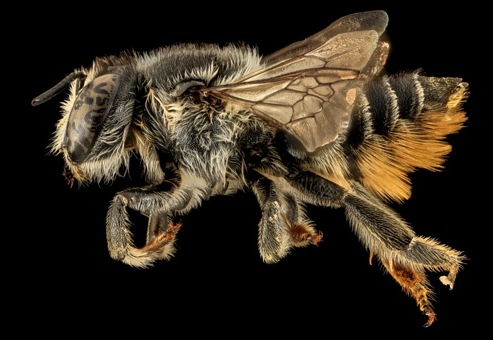 Megachile mendica, F, Side, TN, Polk County, floral species Pityopsis ruthii, collected 9.28.2013 2014-02-23-11.12.05 ZS PMax
