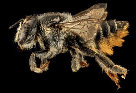 Megachile mendica, F, Side, TN, Polk County, floral species Pityopsis ruthii, collected 9.28.2013 2014-02-23-11.12.05 ZS PMax photo