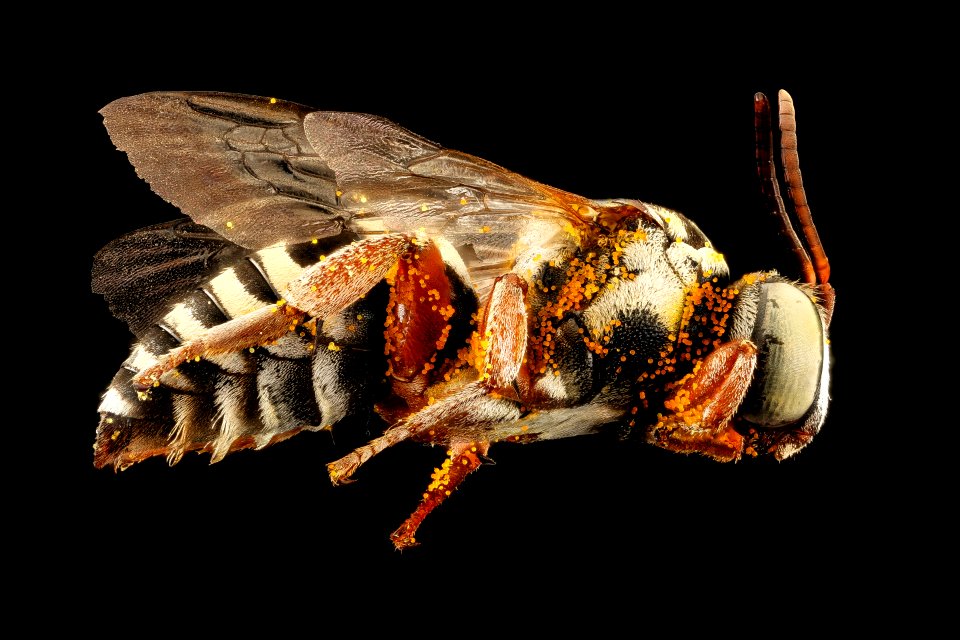 Triepeolus sp101, m, right, Cochise Co., AZ 2016-09-30-18.10