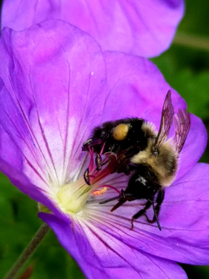 Bumblebee visiting cranesbill Geranium Azure Rush