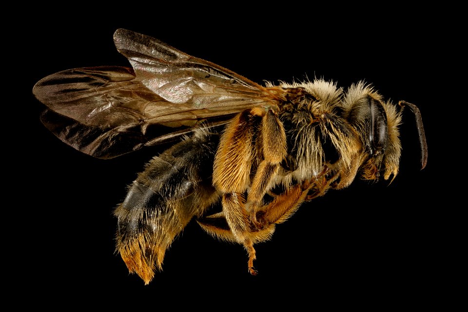 Andrena illini, f, side, Somerset Co, MD 2016-03-16-12.51