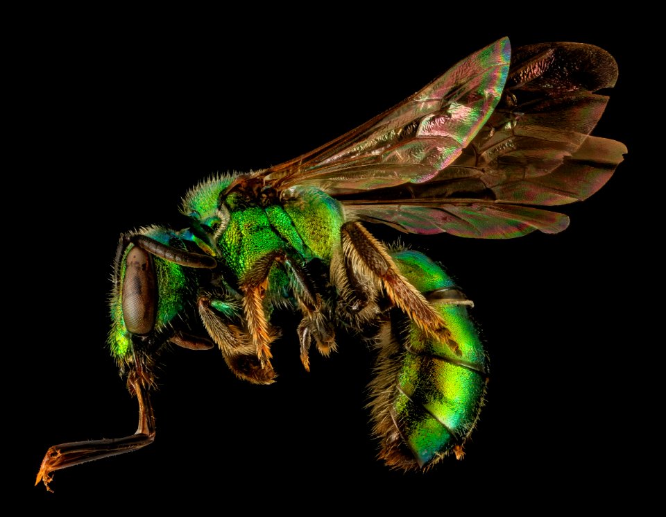 Augochlora pura, F, Side, TN, Polk County 2014-02-23-12.00.36 ZS PMax
