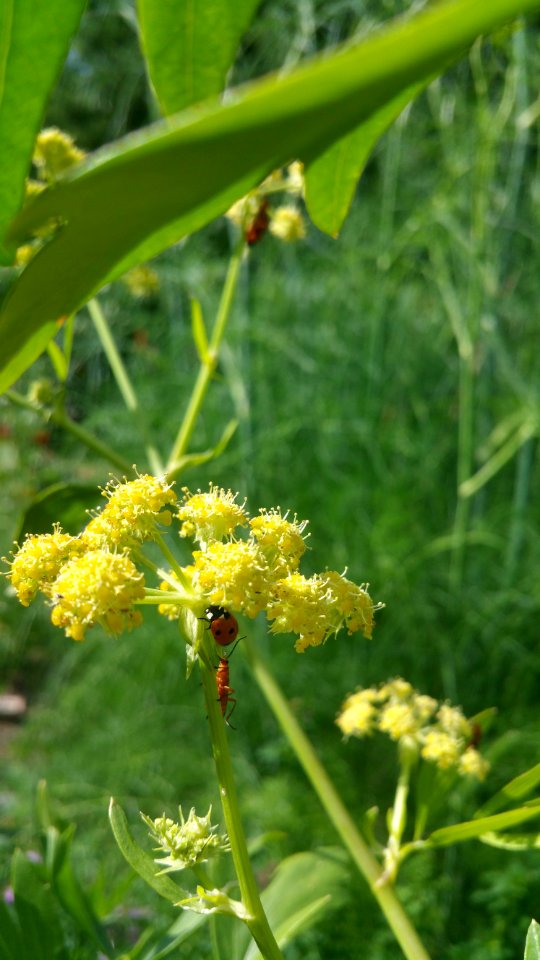 Lovage attracts beneficial insects