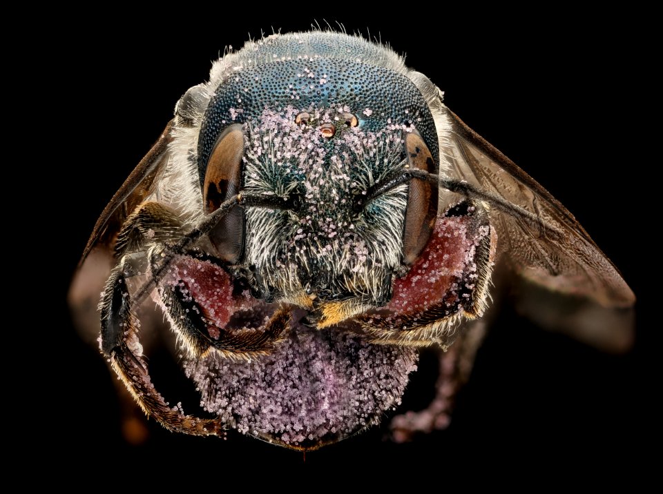 Osmia texana, f, face, Blandy, VA 2019-08-03-18.37.46 ZS PMax UDR