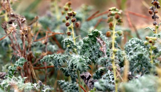 San Diego Ambrosia is an endangered species photo