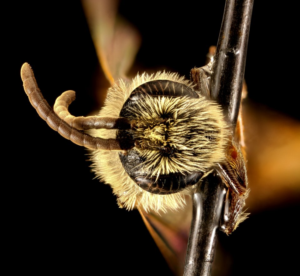 Andrena illicis, m, face, Prince George's Co, MD 2016-04-15-18.41